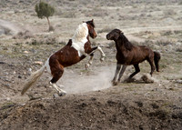 Wild Horses of Utah by Shelisa York