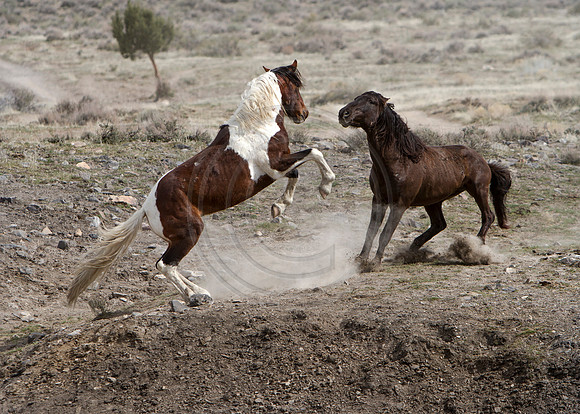 Wild Horses of Utah by Shelisa York