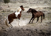 Wild Horses of Utah by Shelisa York
