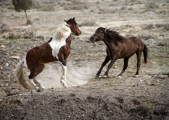 Wild Horses of Utah by Shelisa York