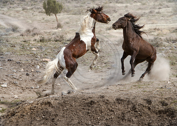 Wild Horses of Utah by Shelisa York