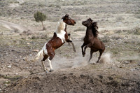 Wild Horses of Utah by Shelisa York