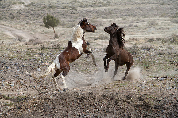 Wild Horses of Utah by Shelisa York