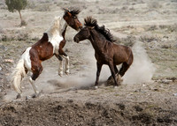 Wild Horses of Utah by Shelisa York