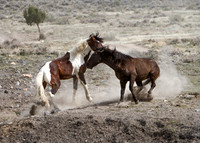Wild Horses of Utah by Shelisa York