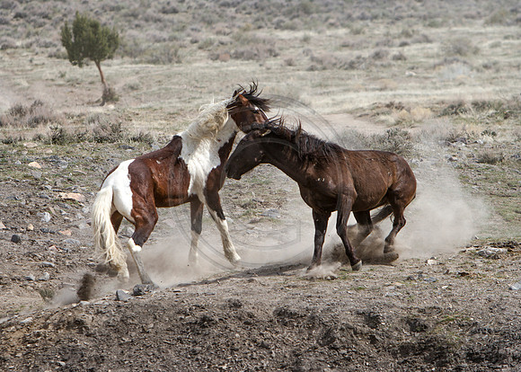 Wild Horses of Utah by Shelisa York