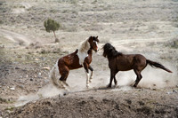 Wild Horses of Utah by Shelisa York