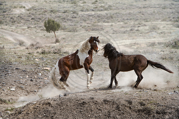 Wild Horses of Utah by Shelisa York