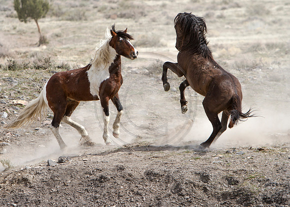 Wild Horses of Utah by Shelisa York