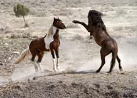 Wild Horses of Utah by Shelisa York