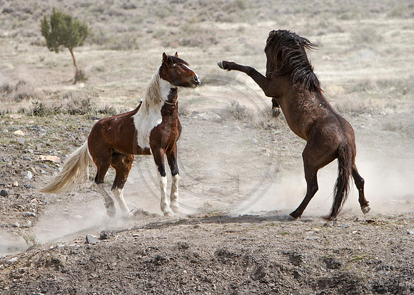 Wild Horses of Utah by Shelisa York