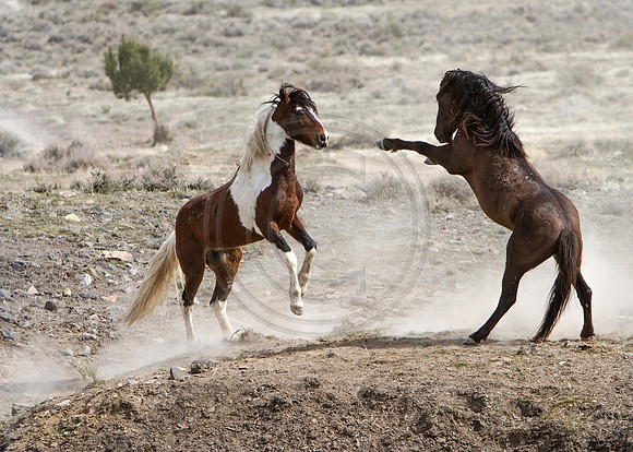 Wild Horses of Utah by Shelisa York