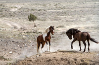 Wild Horses of Utah by Shelisa York
