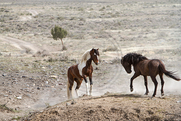 Wild Horses of Utah by Shelisa York