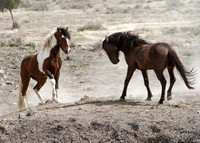 Wild Horses of Utah by Shelisa York