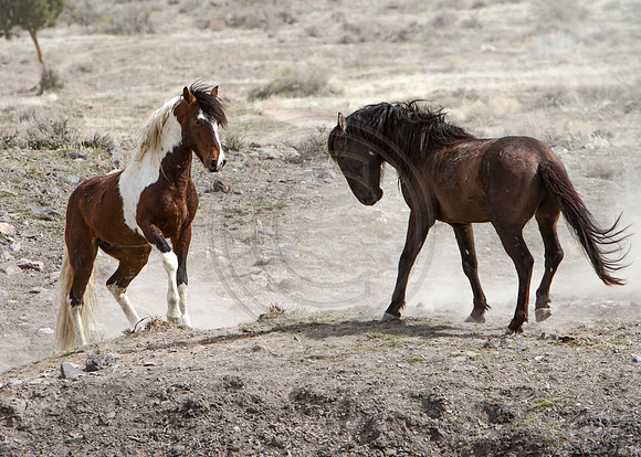 Wild Horses of Utah by Shelisa York