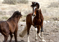 Wild Horses of Utah by Shelisa York