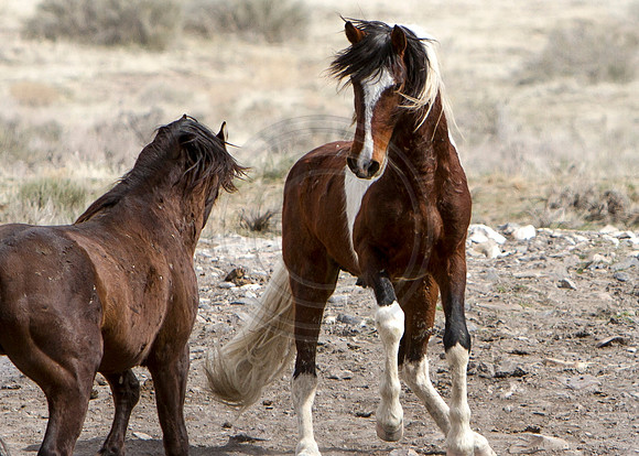 Wild Horses of Utah by Shelisa York