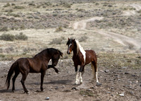 Wild Horses of Utah by Shelisa York