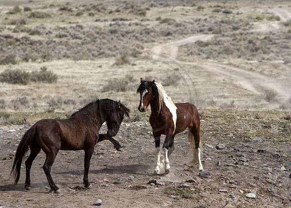Wild Horses of Utah by Shelisa York
