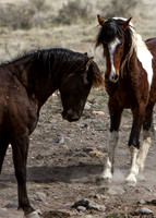 Wild Horses of Utah by Shelisa York