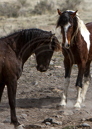 Wild Horses of Utah by Shelisa York