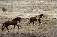 Wild Horses of Utah by Shelisa York