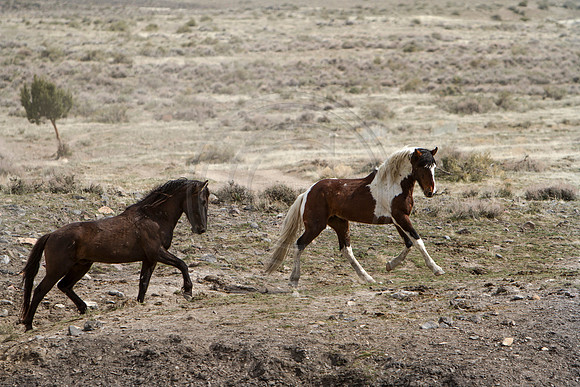 Wild Horses of Utah by Shelisa York