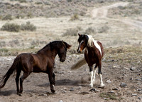 Wild Horses of Utah by Shelisa York
