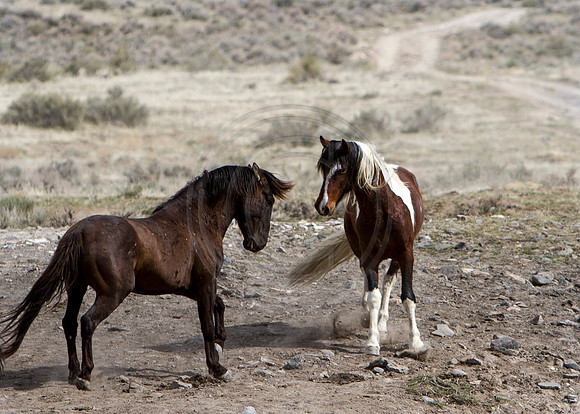 Wild Horses of Utah by Shelisa York